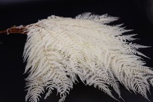 Stuff: Bleached white Ferns  LARGE I 30 bunches pack