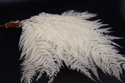 Bleached white Ferns  LARGE (Pack of 30 Bunches) $ 10.66 USD Bunch