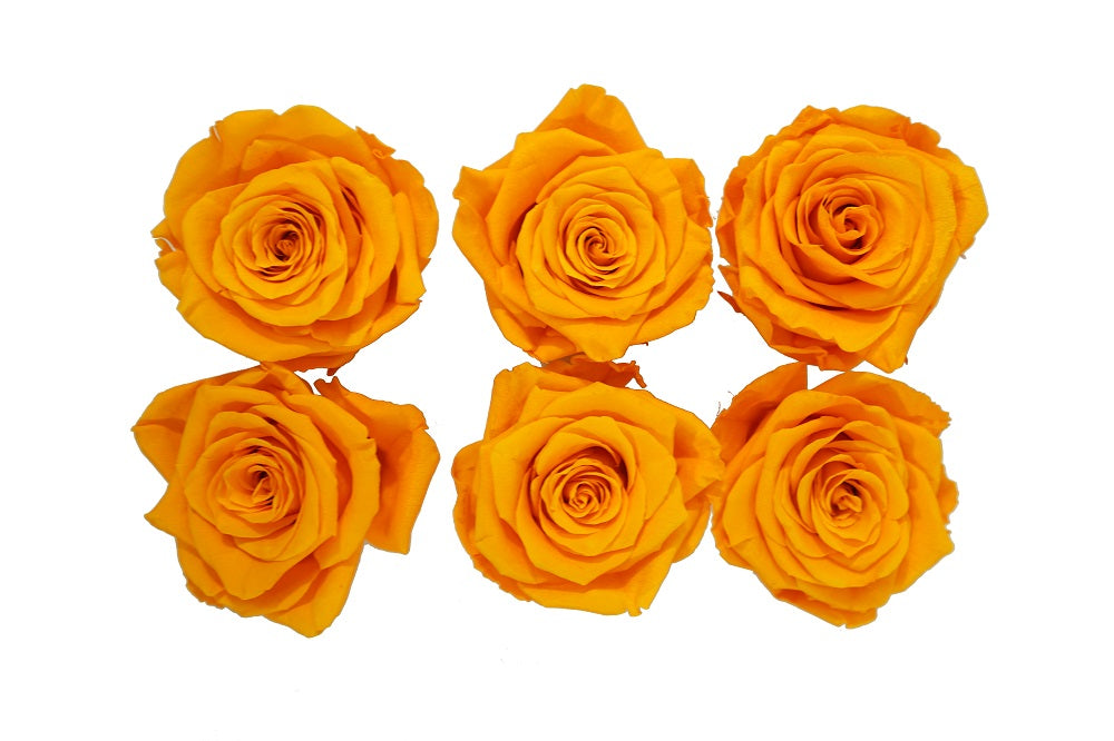Medium: Fire Orange Preserved Rose * Box of 6 Preserved Rose Heads