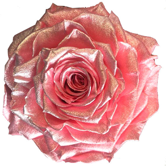Jumbo rose: Fuchsia Pearl Jumbo Rose