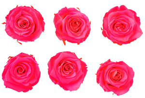 Medium: Fuchsia Pearl Preserved Rose * Box of 6 Preserved Rose Heads