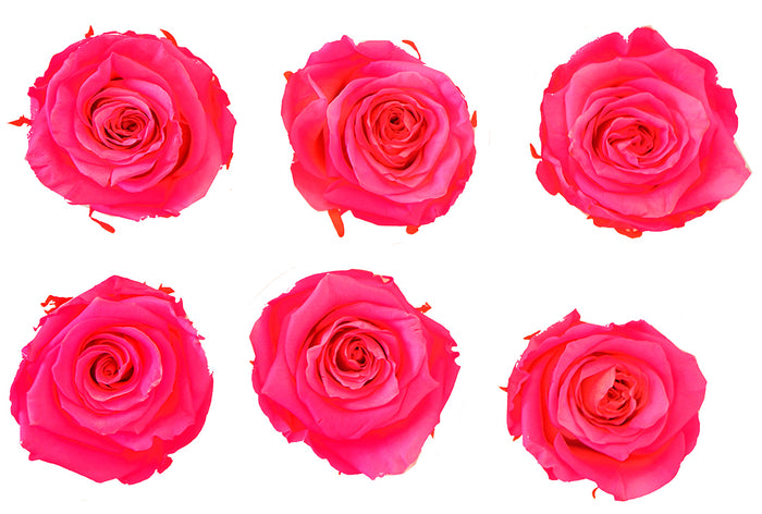 Medium: Fuchsia Pearl Preserved Rose * Box of 6 Preserved Rose Heads