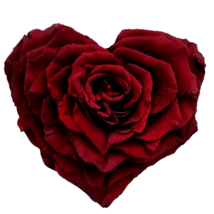 Heart rose: Dark Red  Heart shape preserved roses