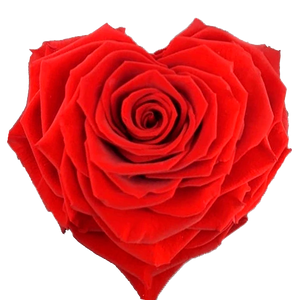 Heart rose: Bright Red Heart Shape Jumbo Preserved Rose