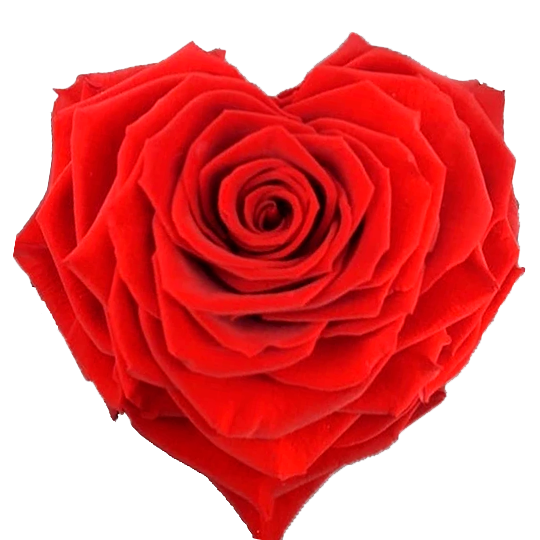 Heart rose: Bright Red Heart Shape Jumbo Preserved Rose