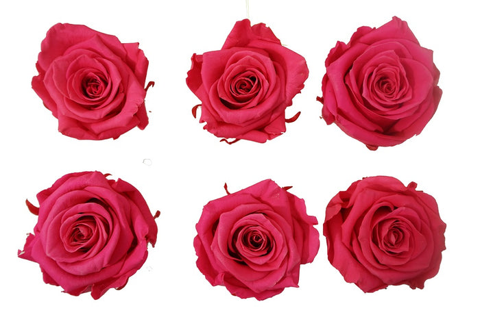 Medium: Hot Pink Novelty Preserved Rose * Box of 6 Preserved Rose Heads