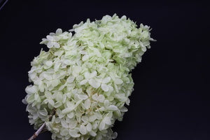 Hydrangeas: Light Green Preserved Hydrangea * Box of 10 Preserved Hydrangea Head