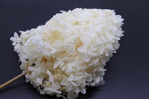 Hydrangeas: Pure White Preserved Hydrangea * Box of 10 Preserved Hydrangea Head