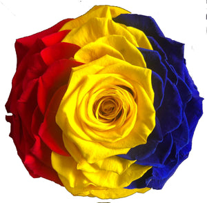 Jumbo rose: Tricolor Preserved Flag Rose