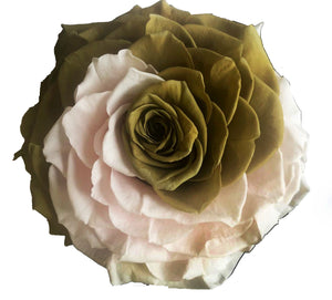 Jumbo rose: Pastel Bicolor Jumbo