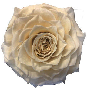 Jumbo rose: Cream Nude Jumbo Rose