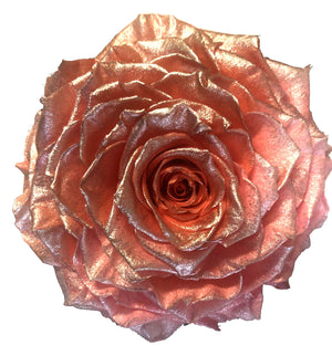 Jumbo rose: Assorted Pearl Fucsia Coral Jumbo Rose