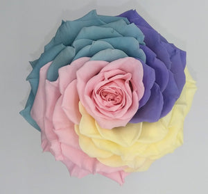Jumbo rose: Specialty Pastel 4 Multicolor