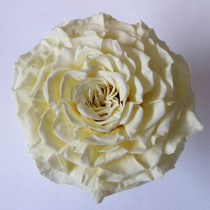 ecuadorian roses