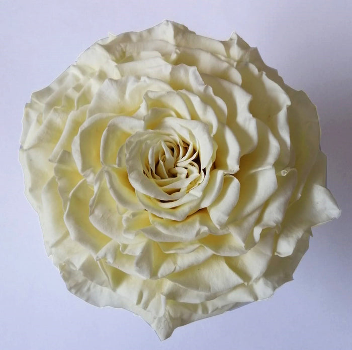 Jumbo rose: White Chocolate Rose Jumbo