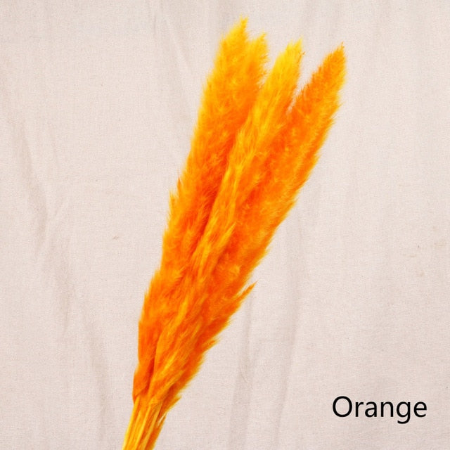 Pack of 5 - Orange Natural Preserved Pampa's Grass - $18.00