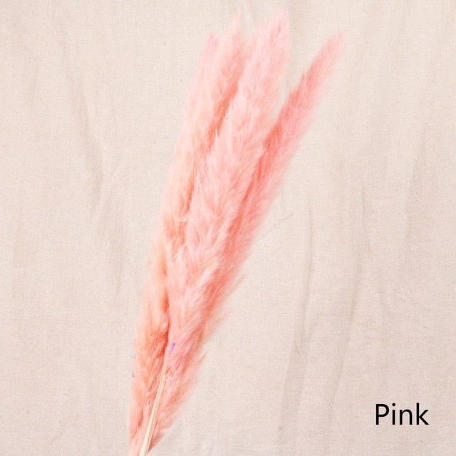 Pack of 5 - Pink Natural Preserved Pampa's Grass - $18.00