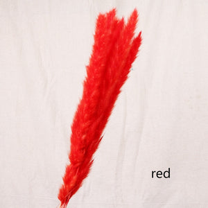 Pampa´s grass Red * Preserved grass heads