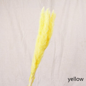 Pampa´s grass Yellow * Preserved grass heads