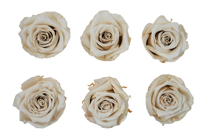 Medium: Ivory  Preserved Rose * Box of 6 Preserved Rose Heads