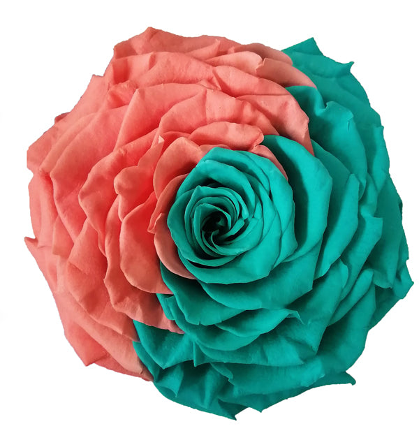 Jumbo rose: Bicolor Jumbo 024