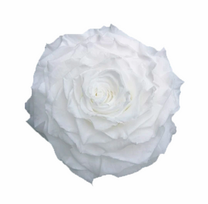 Jumbo rose: Pure White  Rose Jumbo