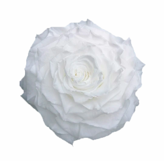 Jumbo rose: Pure White  Rose Jumbo
