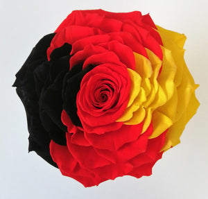 Jumbo rose: Tricolor 003 Preserved German Flag Rose