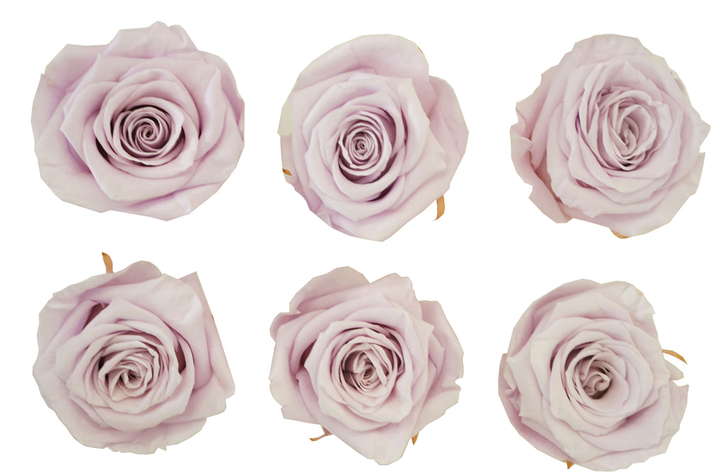 Medium: Light Lavender Preserved   *Box of 6 Preserved Rose Heads
