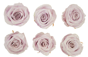 Medium: Light Lavender Preserved   *Box of 6 Preserved Rose Heads