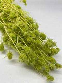 Stuff: Love Fruit Green I 30 bunches pack