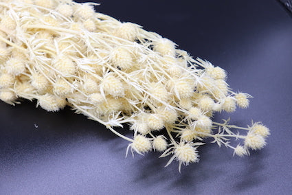 Thistle White (pack of 30 bunches) $ 5.56 USD Bunch