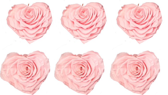 Large Heart: Blush Pink Heart Shape  Preserved Rose *Box of 6 Preserved Rose Heart Heads