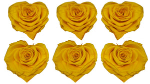 Large Heart: Sun Yellow Heart Shape  Preserved Rose *Box of 6 Preserved Rose Heart Heads