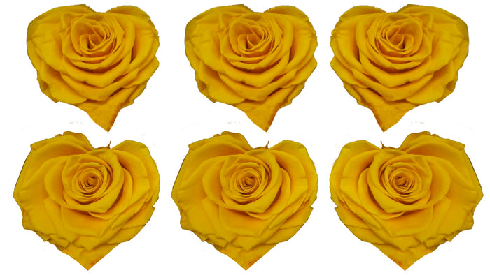 Large Heart: Sun Yellow Heart Shape  Preserved Rose *Box of 6 Preserved Rose Heart Heads