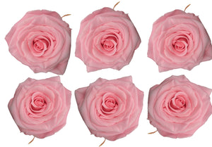 Medium: Light Pink Preserved Rose * Box of 6 Preserved Rose Heads