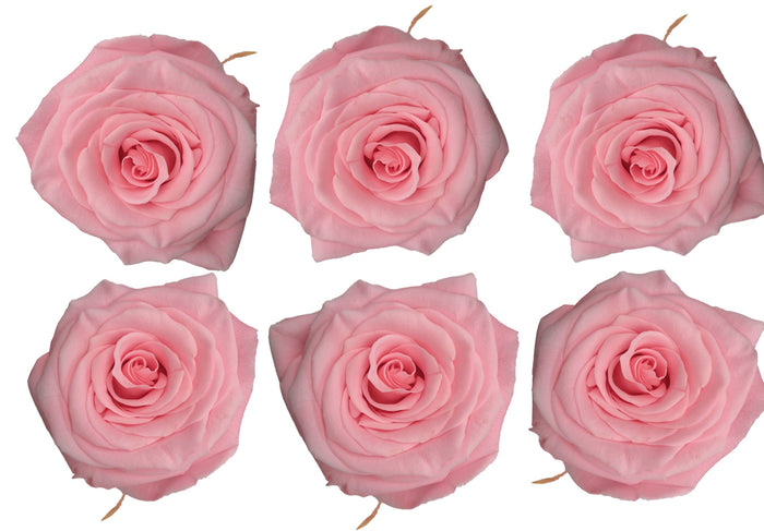 Medium: Light Pink Preserved Rose * Box of 6 Preserved Rose Heads