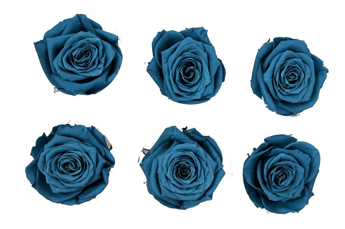 Medium: Marina Blue  Preserved Rose * Box of 6 Preserved Rose Heads