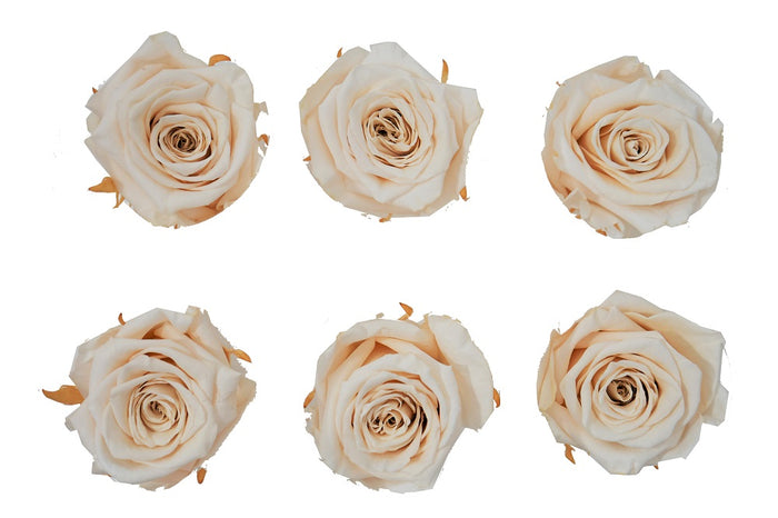 Medium: Nude  Preserved Rose * Box of 6 Preserved Rose Heads