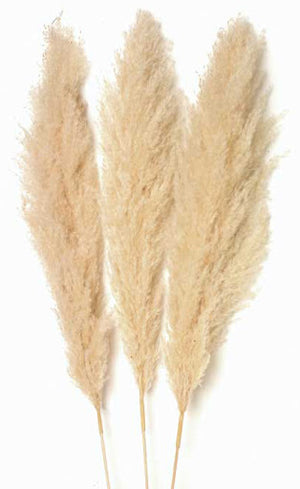 Pampas Grass (Pack of 20 Bunches) $18.00 Bunch