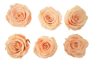 Medium: Light Peach  Preserved Medium Rose  *Box of 6 Preserved Rose Heads