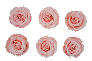 Medium: Pink Coral  Preserved Rose * Box of 6 Preserved Rose Heads