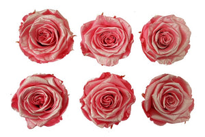 Medium: Pink Metallic  Preserved Rose * Box of 6 Preserved Rose Heads