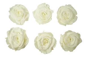Large: Pure White  Preserved Rose * Box of 6 Preserved Rose Heads