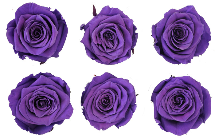 Medium: Purple preserved roses * Box of 6 Preserved Rose Heads