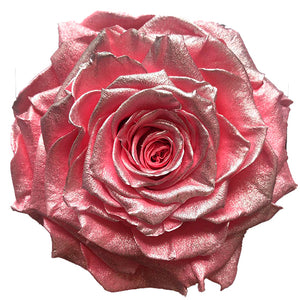 Jumbo rose: Pink Pearl 02 Jumbo Rose