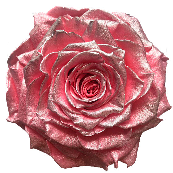 Jumbo rose: Pink Pearl 02 Jumbo Rose