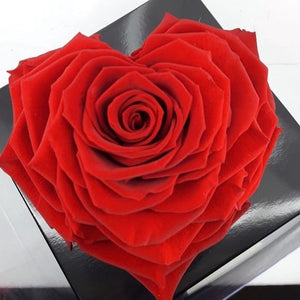 Preserved red heart rose
