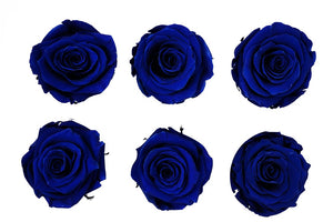 Large: Royal Blue   Preserved Rose * Box of 6 Preserved Rose Heads