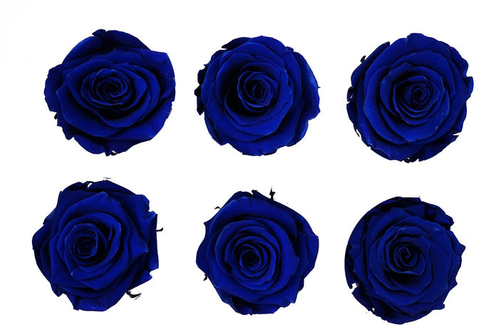 Large: Royal Blue   Preserved Rose * Box of 6 Preserved Rose Heads